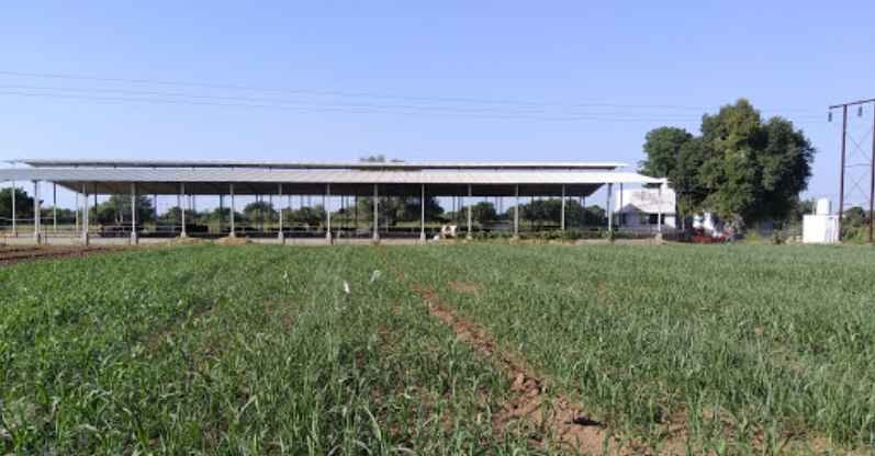 Santok Dairy Farm fields and cow shelter